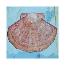 Coquille Saint-Jacques