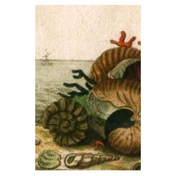 Seashell postcard