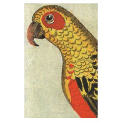 Carte postale "perroquet"