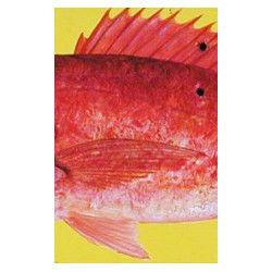 Red snapper
