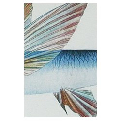 Cadre, "Hawaien fish"