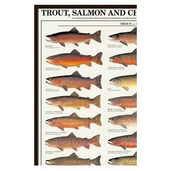 Encadrement "Saumons...