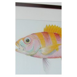 "Hawaien fish Ulaula" frame