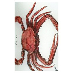 Plat à motif de crabes