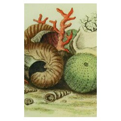 Plat à motif de coquillages
