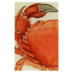 Petite assiette "crabe"