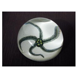 Presse-papiers "étoile de mer"